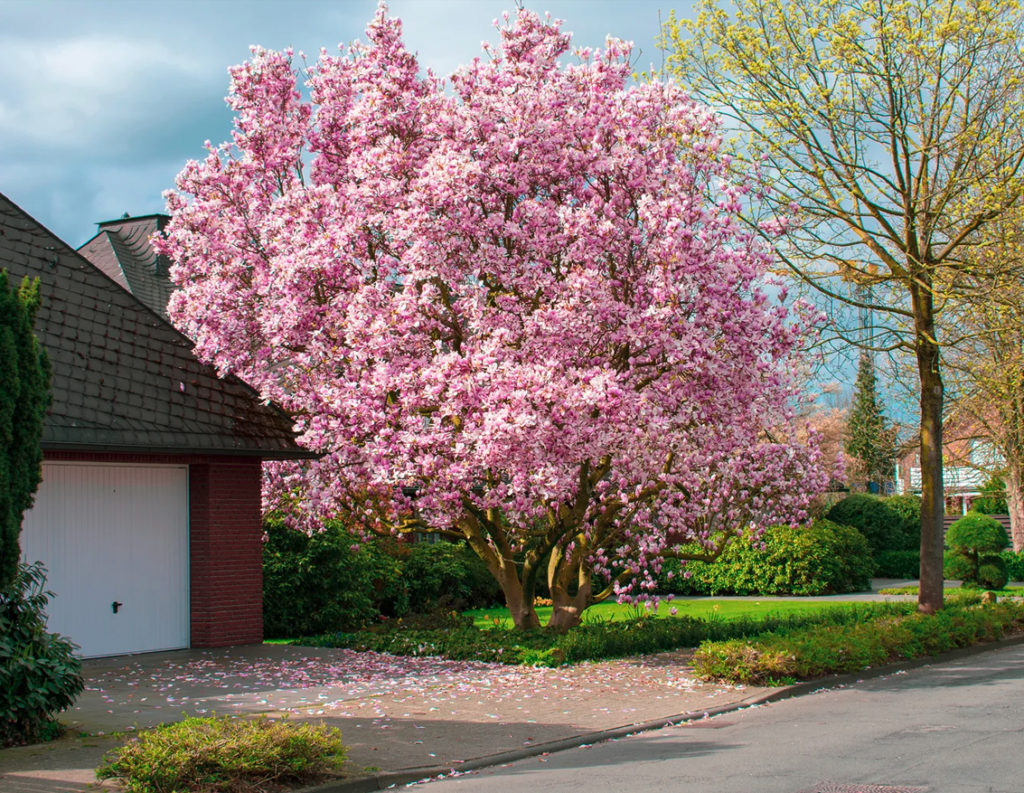 Blossom tree