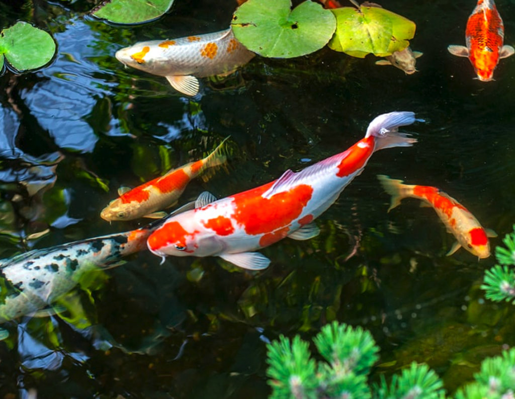 Koi Pond