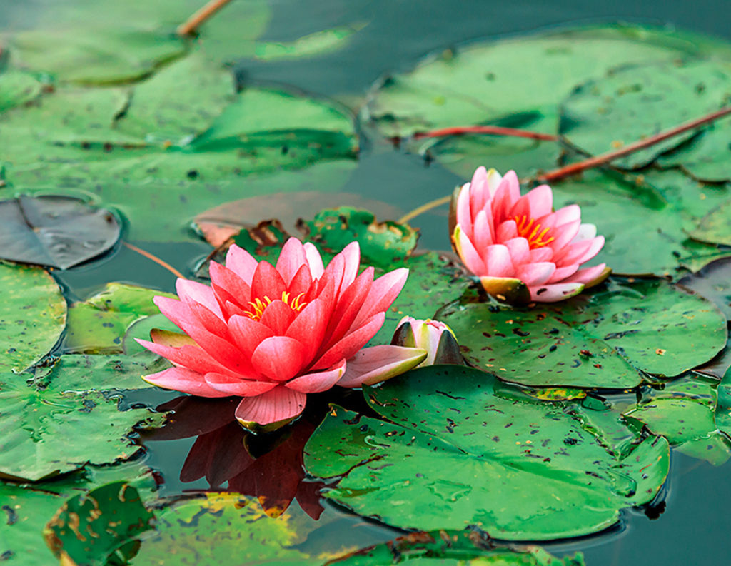 Water Plants