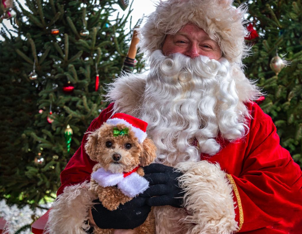 Santa Paws Christmas Market