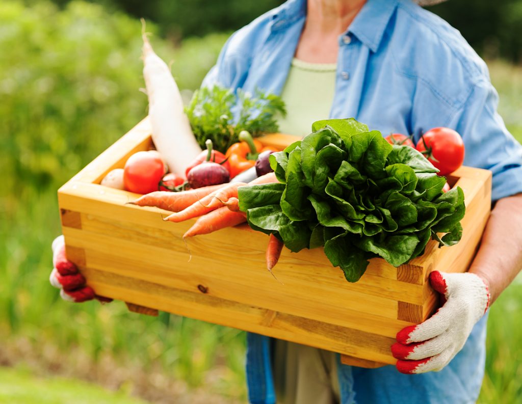 Vegetable Garden