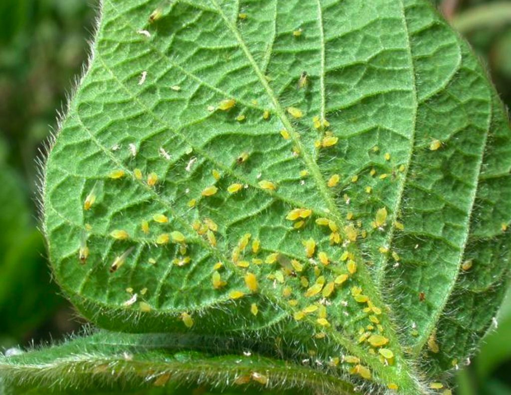 Aphids