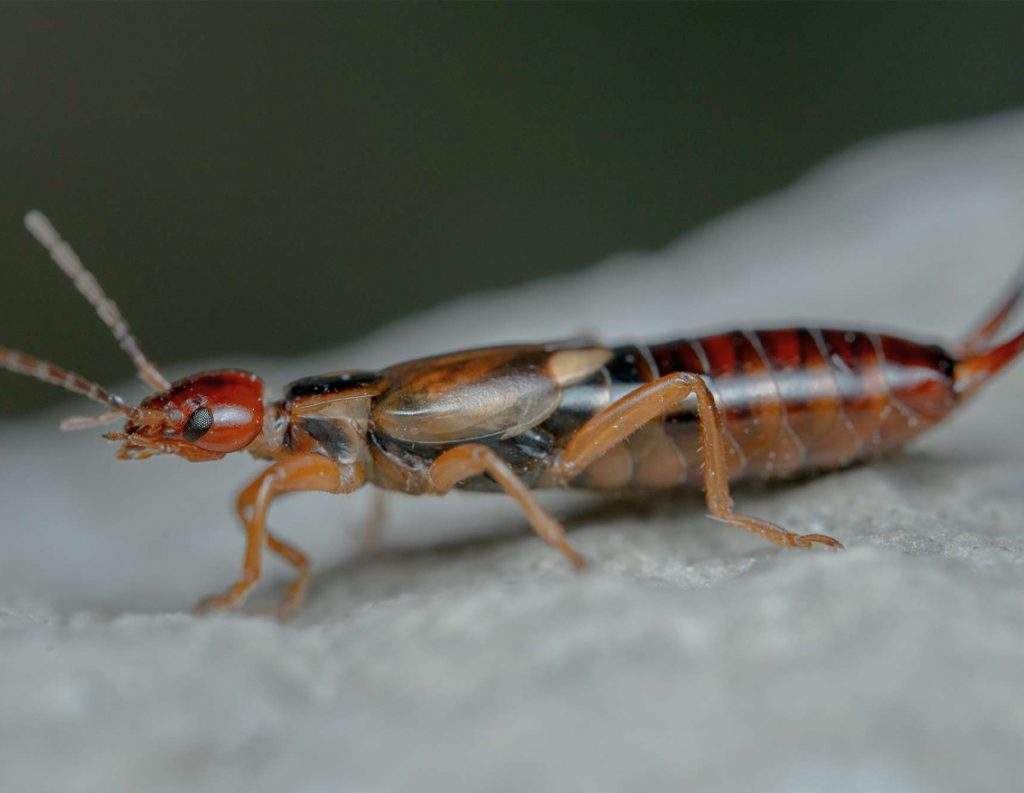 Earwigs