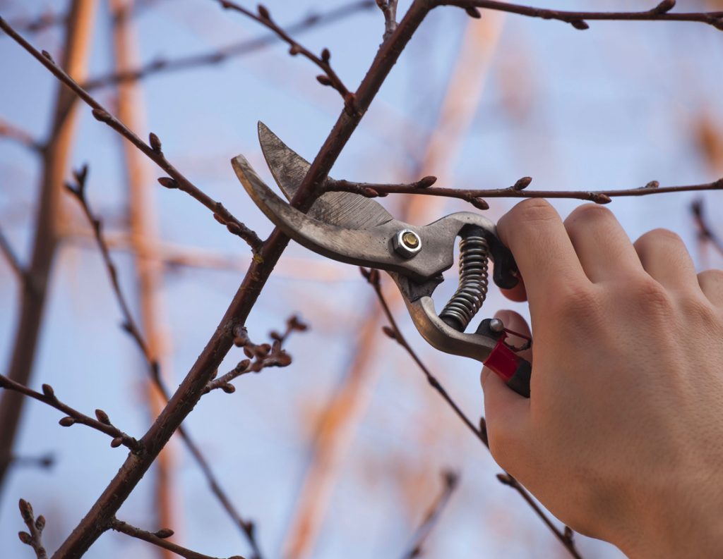 Prune & Trim