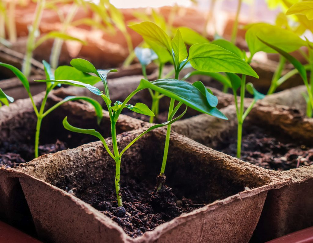 Transplanting Indoors