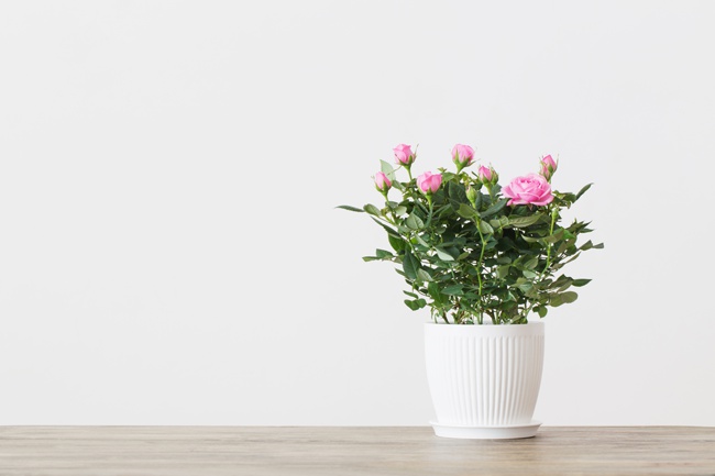 Potted,Pink,Rose,On,Background,White,Wall