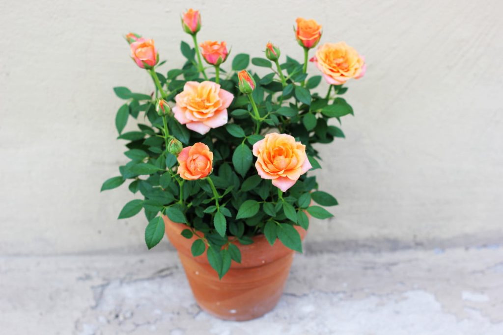 orange-miniature-rose-in-pot