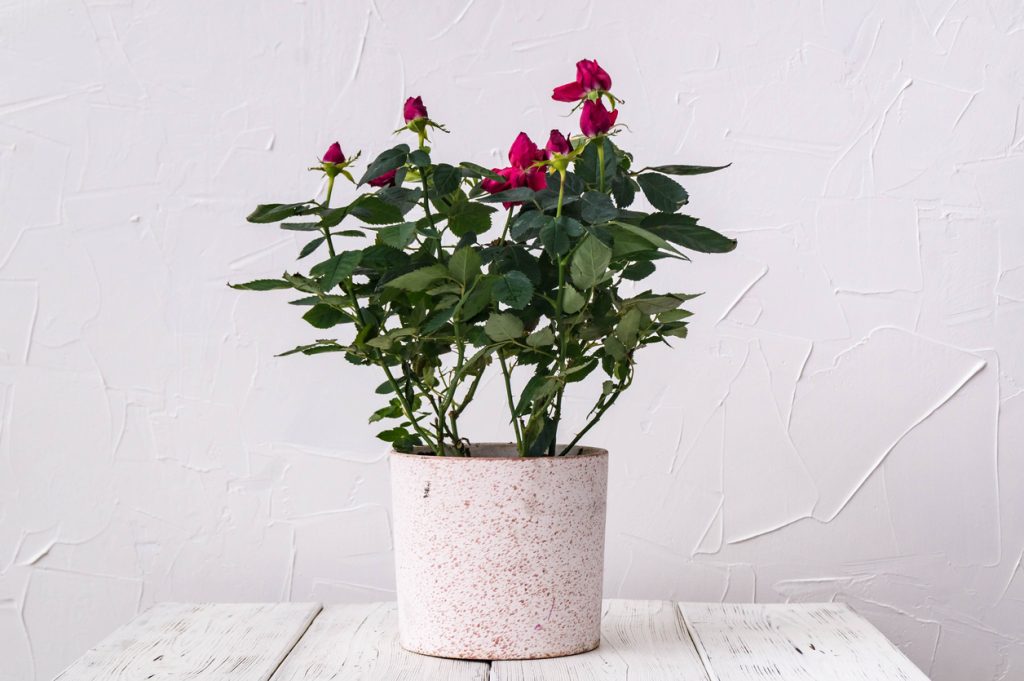 Indoor plants: a red rose in a pot against a white wall background